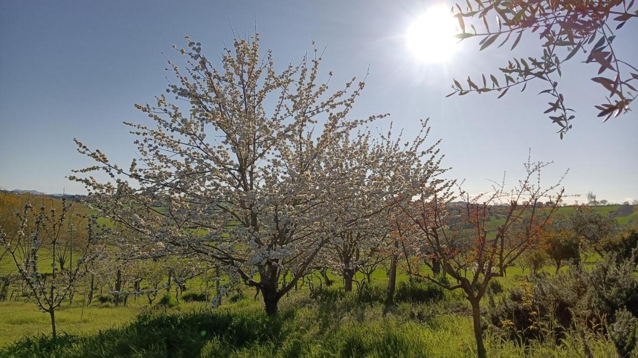 Agriturismo I Ciliegi Appartamento Ginestra Montignano Kültér fotó