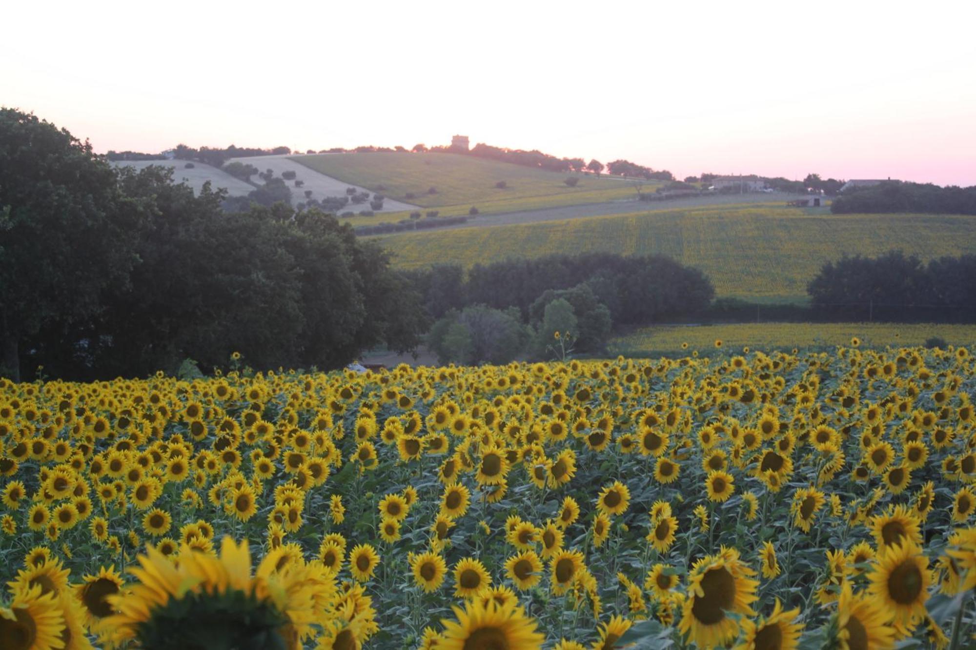 Agriturismo I Ciliegi Appartamento Ginestra Montignano Kültér fotó