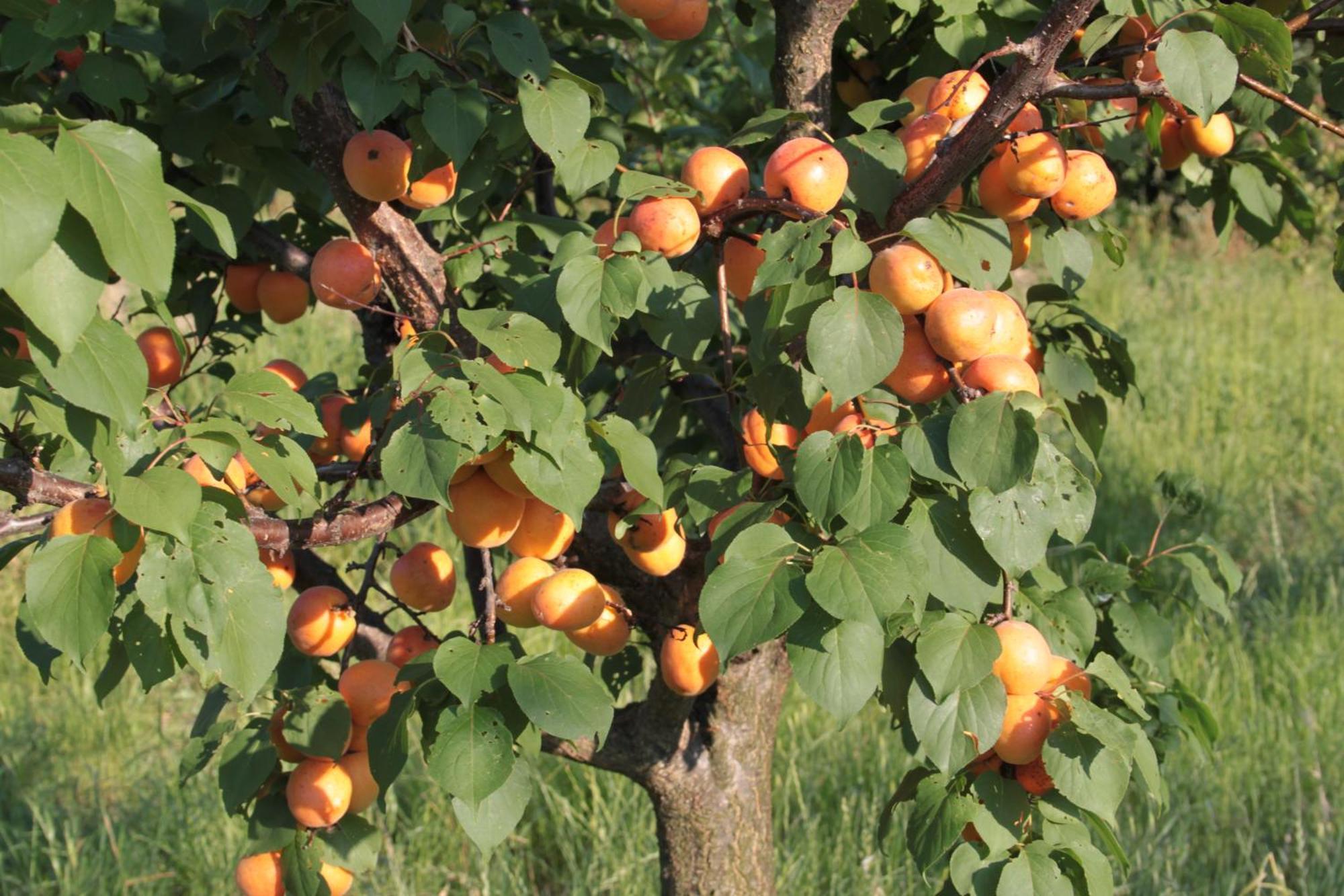 Agriturismo I Ciliegi Appartamento Ginestra Montignano Kültér fotó